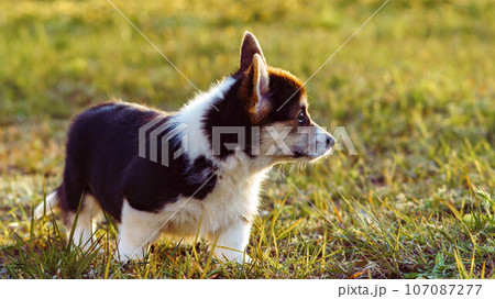 Side view of interested little young brown white dog welsh pembroke corgi stand on green grass, watching in park yard. 107087277