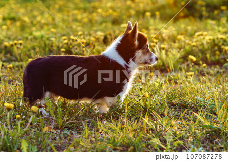 Side view of little young brown white dog welsh pembroke corgi standing among dandelions on green grass looking in park. 107087278
