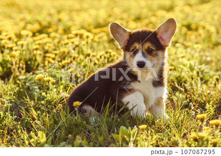 Portrait of little brown white dog welsh pembroke corgi sitting on green juicy grass in park, raising paw on sunny day. 107087295