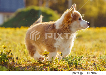 Side view of beautiful young little brown white dog welsh pembroke corgi running jumping on green grass in park yard. 107087305