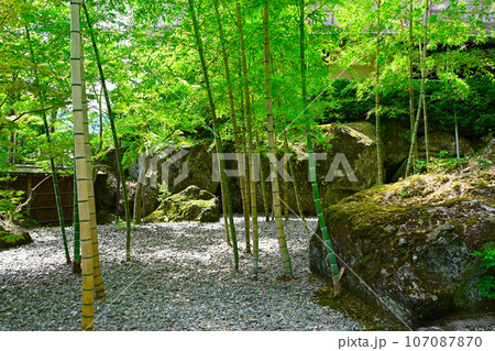 箱根美術館の竹藪の景色 箱根美術館の竹藪の景色 107087870