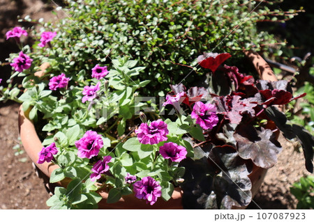 八重咲きペチュニアの寄せ植え 107087923