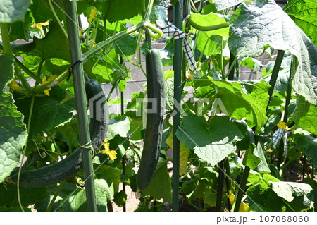 自家製の野菜たちトマトときゅうり 自家製の野菜たちトマトときゅうり 107088060
