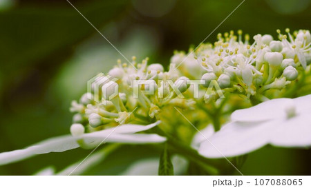 あじさい園にて淡い白色のお花の花芯をアップで あじさい園にて淡い白色のお花の花芯をアップで 107088065