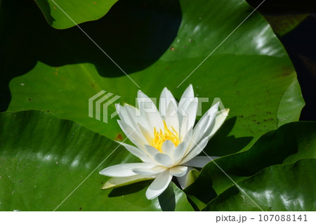 睡蓮 睡蓮 107088141