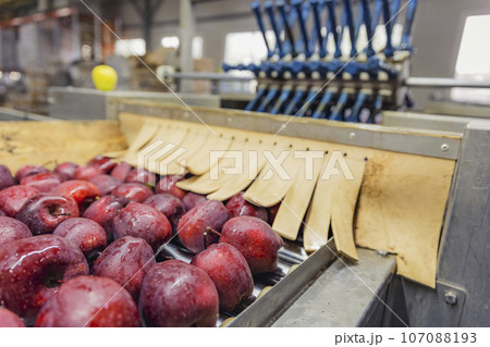automatic apple picking line 107088193