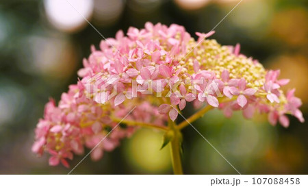 あじさい園にて淡いピンク色のお花 107088458