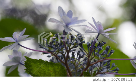 あじさい園にて淡いいブルーのお花と花芯をアップで 107089215