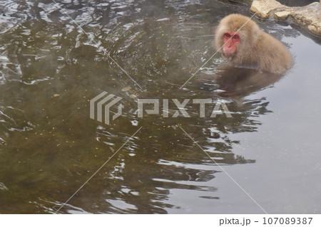 温泉に入る猿 長野 温泉に入る猿 長野 107089387