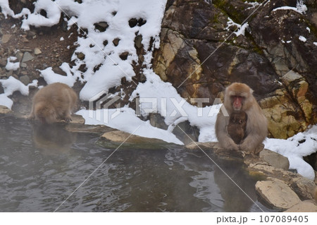 地獄谷の猿の親子 長野 地獄谷の猿の親子 長野 107089405