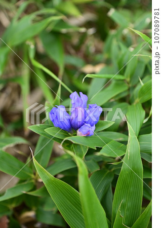八幡平の植物 リンドウ 八幡平の植物 リンドウ 107089781