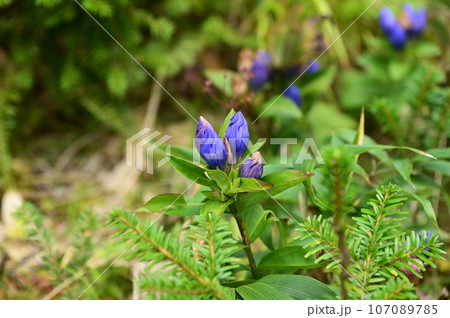 八幡平の植物  リンドウ 107089785