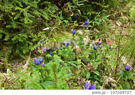 八幡平の植物 リンドウ 八幡平の植物 リンドウ 107089787