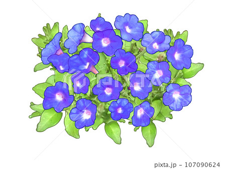 ペチュニア Petunia Blue 107090624