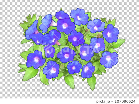 Petunia Petunia Blue 107090624