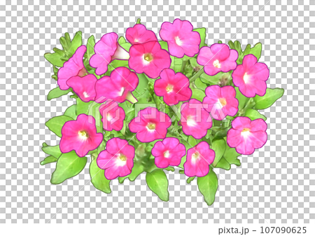 Petunia Petunia Pink 107090625
