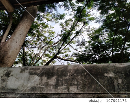 cement wall with trees cement wall with trees 107091178