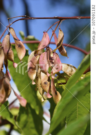 Tree of heaven Tree of heaven 107091182