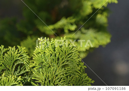 Hinoki cypress Gracils Hinoki cypress Gracils 107091186
