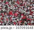 紅葉、赤 107091648