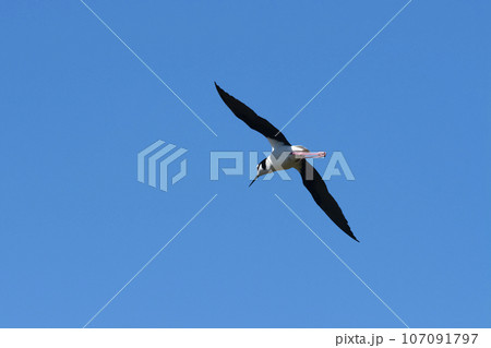 Southern Stilt, Himantopus melanurus in flight, La Pampa Province, Patagonia, Argentina 107091797