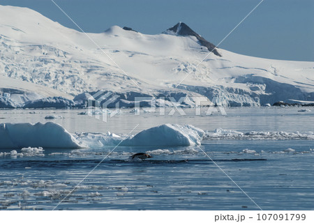 Adelie penguin porpoising,Paradise bay ,peninsula, Antartica.. 107091799