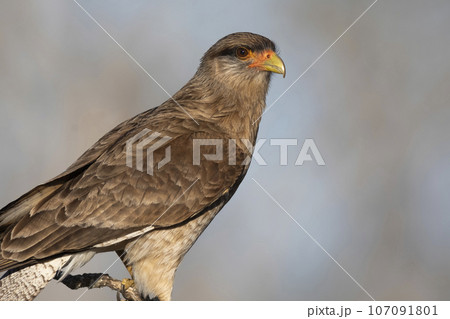 Caracara Chimango portrait, La Pampa province, Patagonia , Argentina 107091801