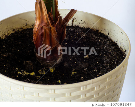 Yellow mold in flower pot in houseplant soil, close up. Yellow mold in flower pot in houseplant soil, close up. 107091847