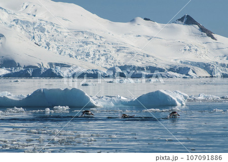 Adelie penguin porpoising,Paradise bay , peninsula, Antartica.. Adelie penguin porpoising,Paradise bay , peninsula, Antartica.. 107091886