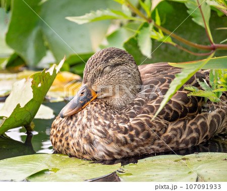 The duck sleeping in the bushes of the pitchers 107091933