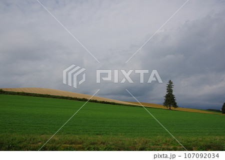 クリスマスツリーの木 クリスマスツリーの木 107092034