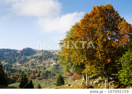 Trees in autumn season background. Autumn lansdscape Trees in autumn season background. Autumn lansdscape 107092159