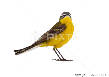 Western Yellow Wagtail isolated on white background Western Yellow Wagtail isolated on white background 107092353