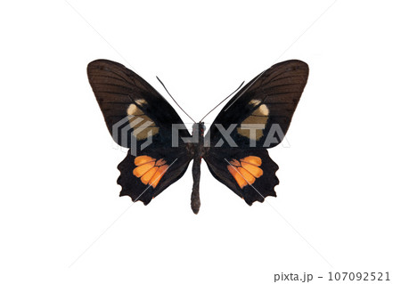 Iphidamas cattleheart (parides iphidamas), butterfly isolated on white background 107092521