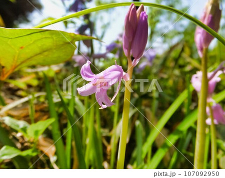 ツリガネスイセンの薄赤紫色の花 107092950