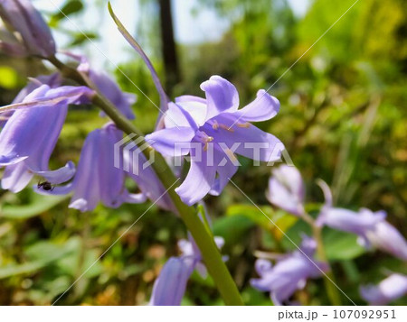 ツリガネスイセンの薄青紫色の花 107092951