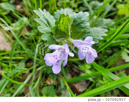 カキドオシの紫色の花 107092957