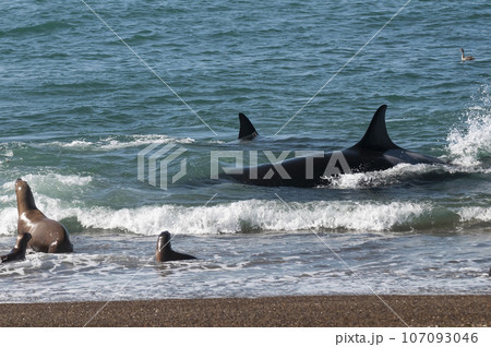 Orca patrolling the shoreline with a group of sea lions in the foreground, Peninsula Valdes, Patagonia, Argentina. 107093046