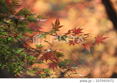 秋の訪れ 秋の訪れ 107093072
