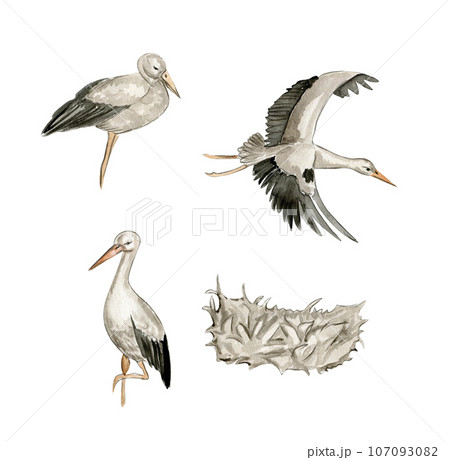 Watercolor hand drawn stork bird . Watercolor illustration of wild animal. Perfect for wedding invitation, greetings card, posters. 107093082