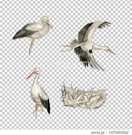 Watercolor hand drawn stork bird . Watercolor illustration of wild animal. Perfect for wedding invitation, greetings card, posters. 107093082