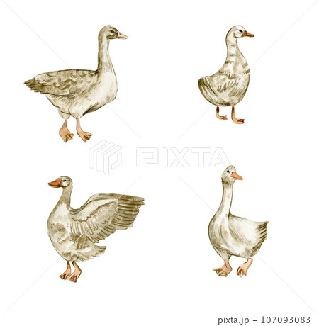 Watercolor hand drawn goose . Watercolor illustration of farm animal. Perfect for wedding invitation, greetings card, posters. 107093083