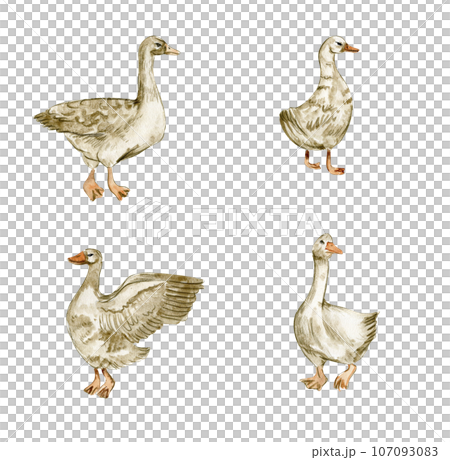 Watercolor hand drawn goose . Watercolor illustration of farm animal. Perfect for wedding invitation, greetings card, posters. 107093083