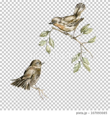 Watercolor bird. Sparrow on white background.  Perfect for wedding invitation, greetings card, posters, party decoration . 107093085