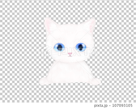 白色小貓面向前方 107093105