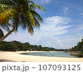 Beach of Sentosa Island / セントーサ島のビーチ（ヤシの木） 107093125