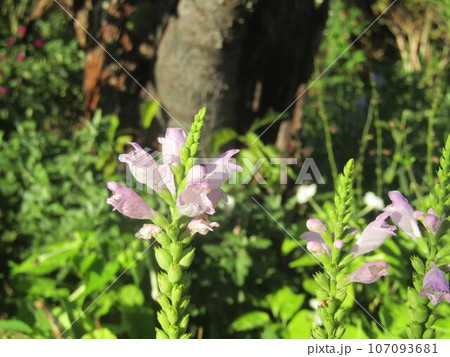 桃色の花はカクトラノオの花 107093681