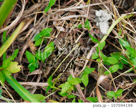 トノサマガエル成体 107094199