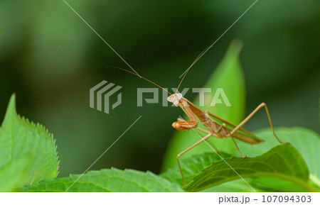 昆虫　成虫のオオカマキリ　 107094303