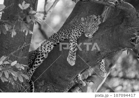 Mono leopard lies asleep straddling tree branch 107094417